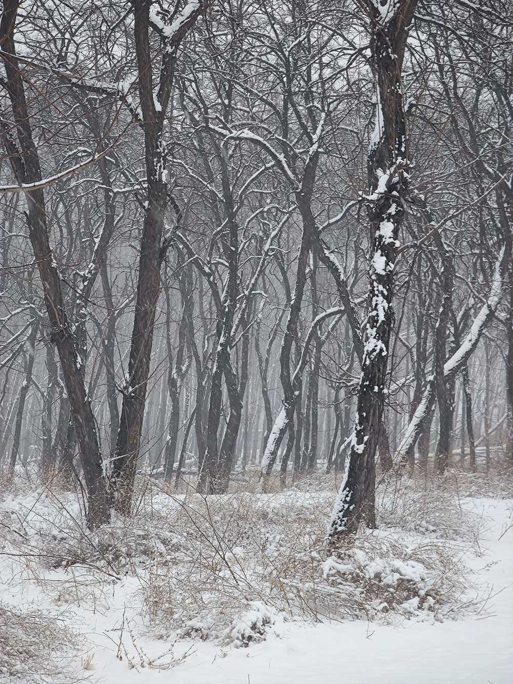 风雪交加的树林