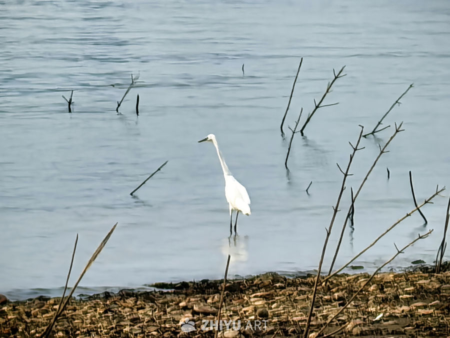 漠漠水田飞白鹭，阴阴夏木啭黄鹂