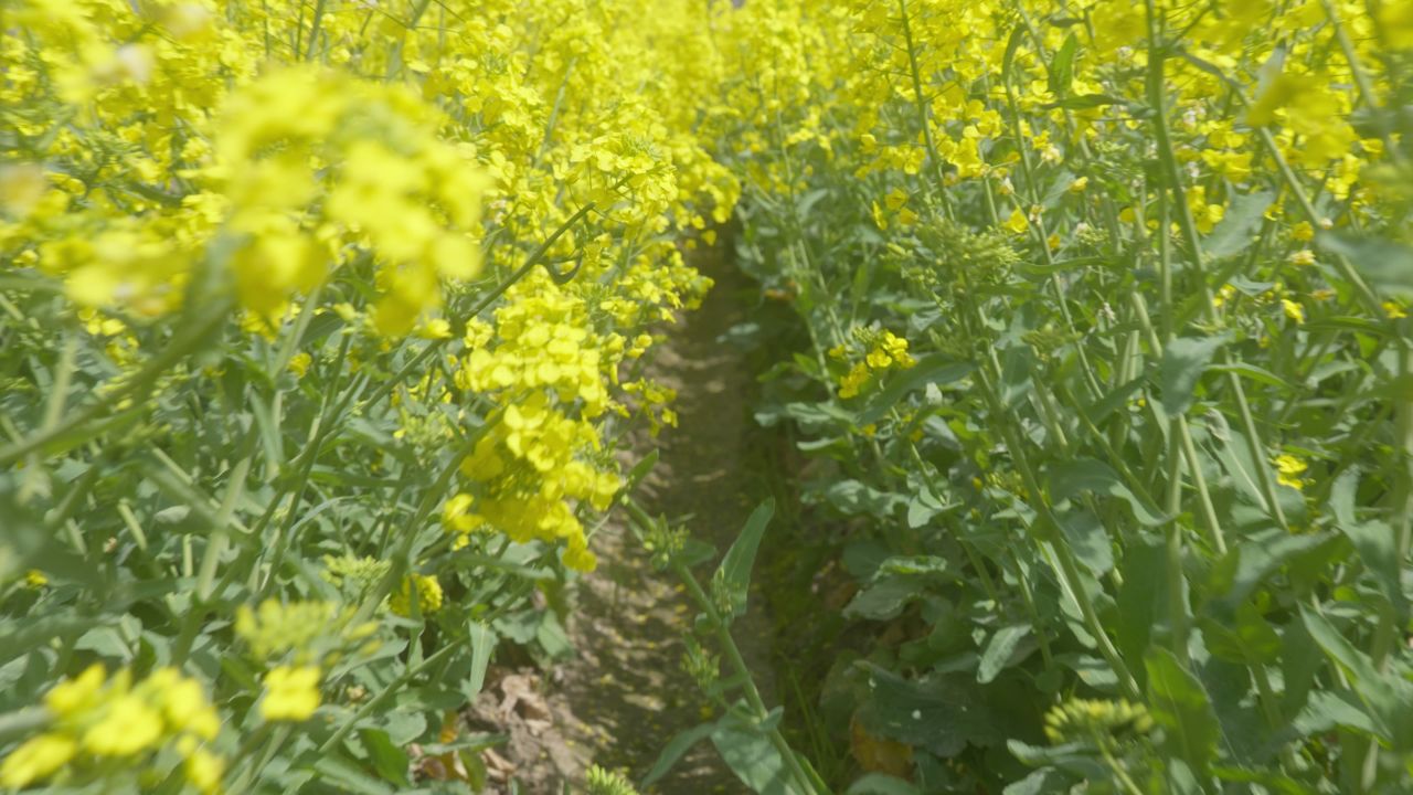 春天农村油菜花海蜜蜂采蜜 38