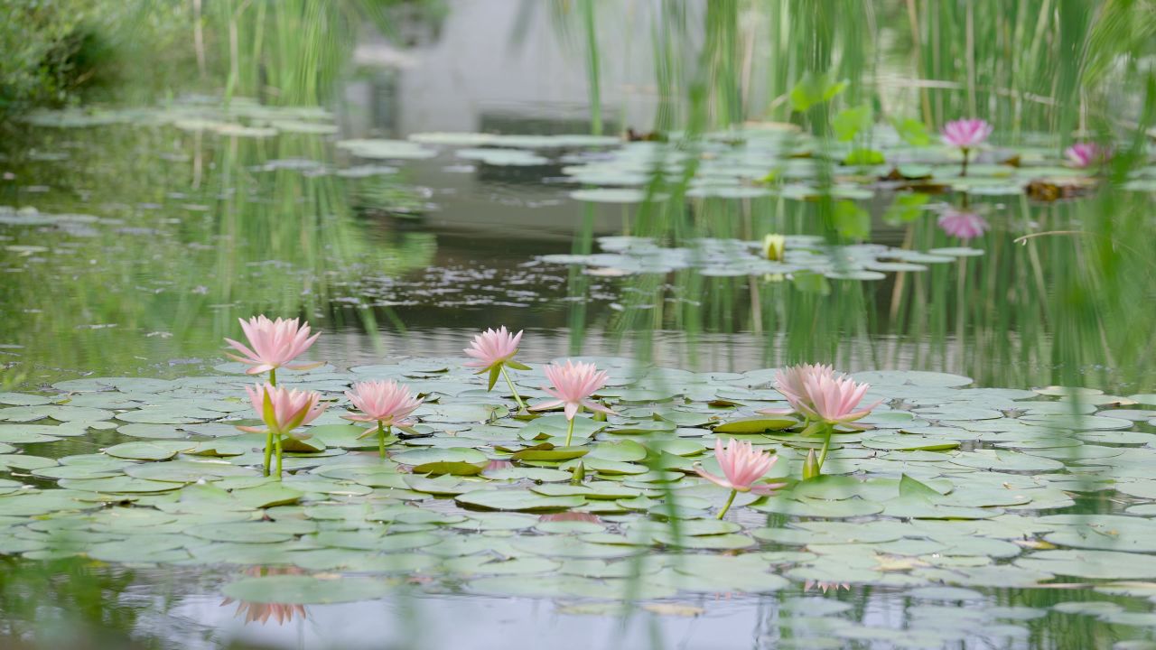 夏日时光荷塘莲花垂柳情绪意境空境