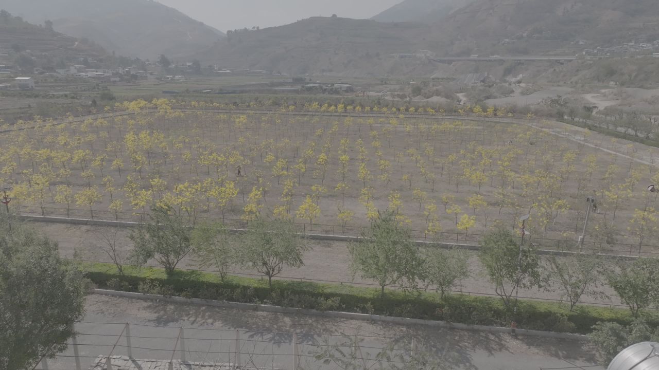 花海航拍 32