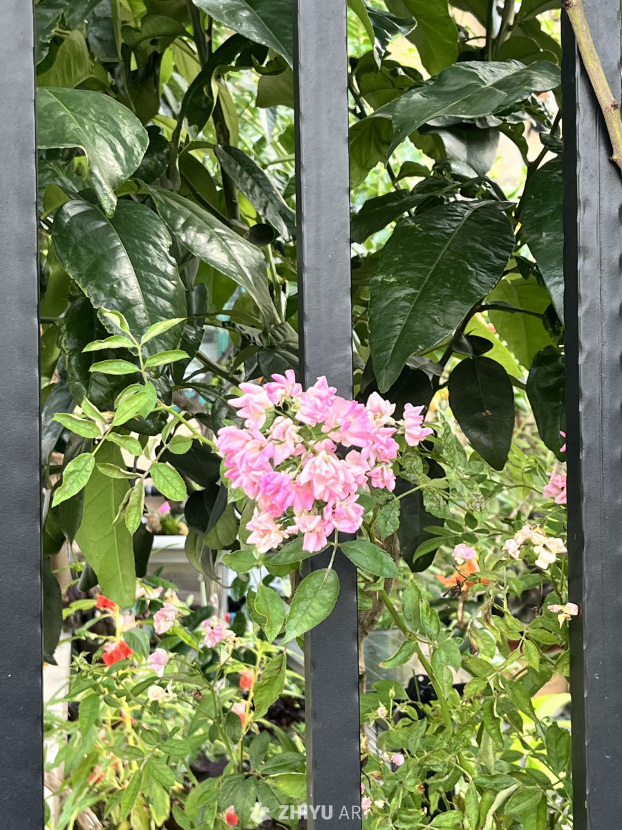 铁栅后的粉色花丛