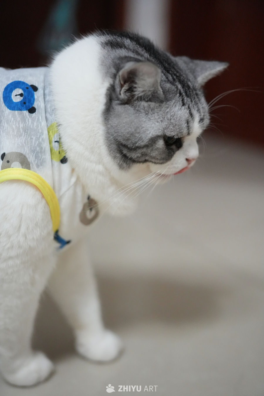 猫咪 34