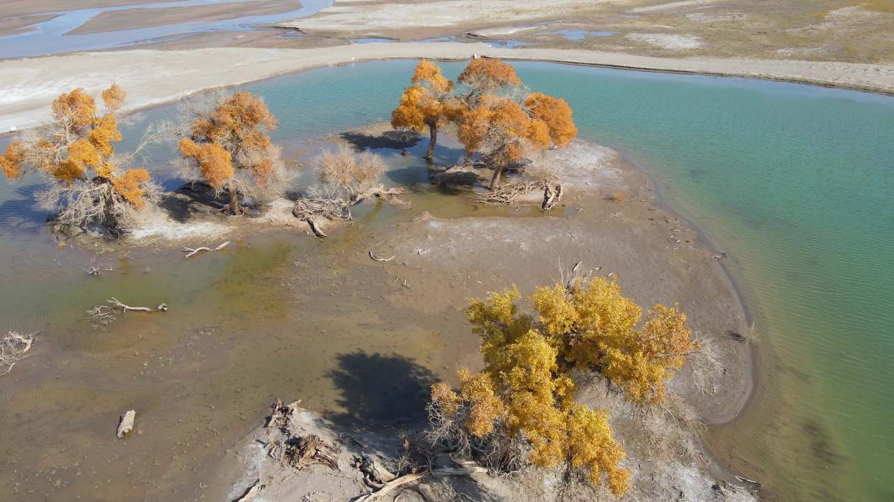 内蒙古额济纳弱水黑城胡杨林景区湖中小岛胡杨树 4