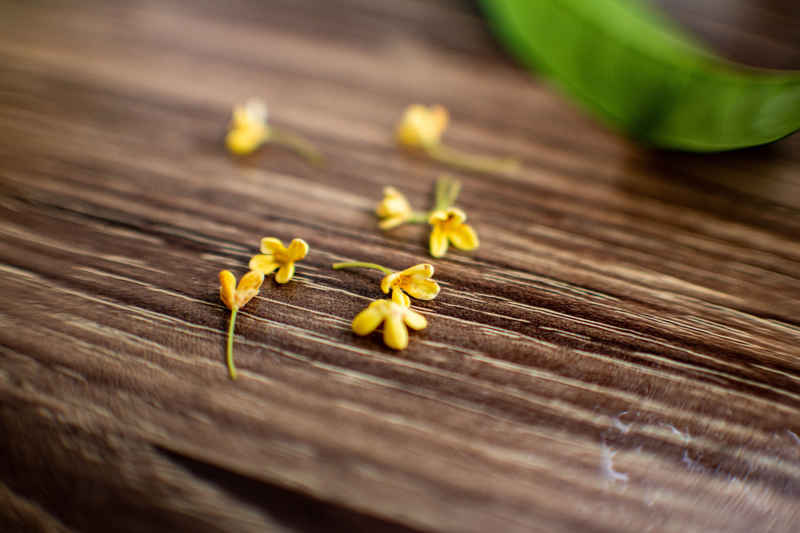 四川绵阳桂花、金桂特写 11