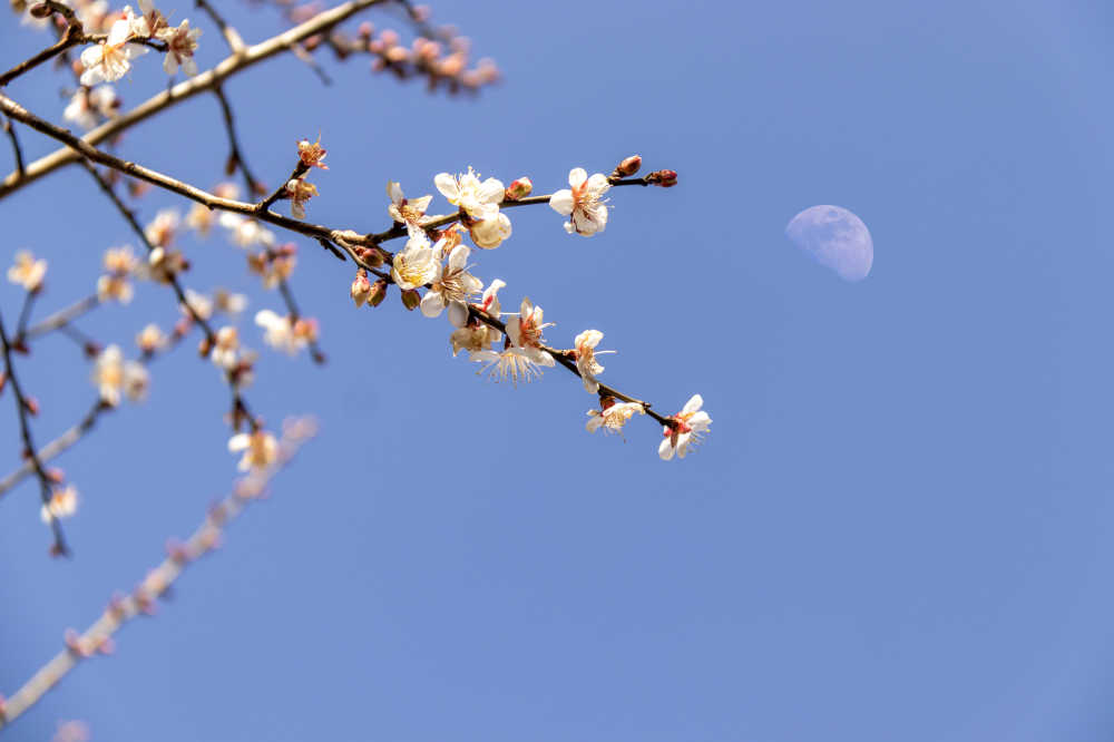 春梅