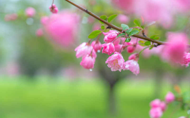 雨中海棠