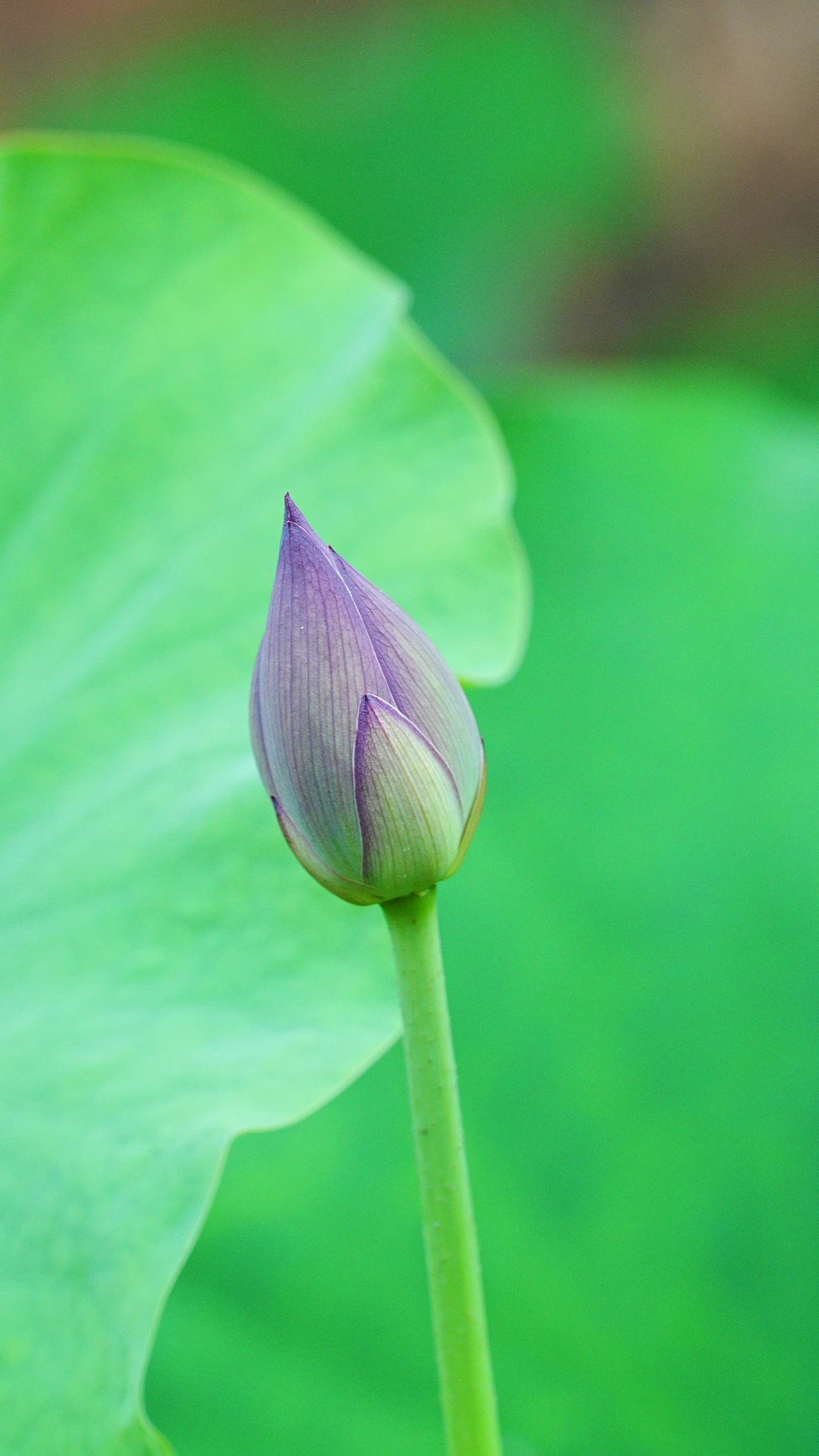 静待花开的莲