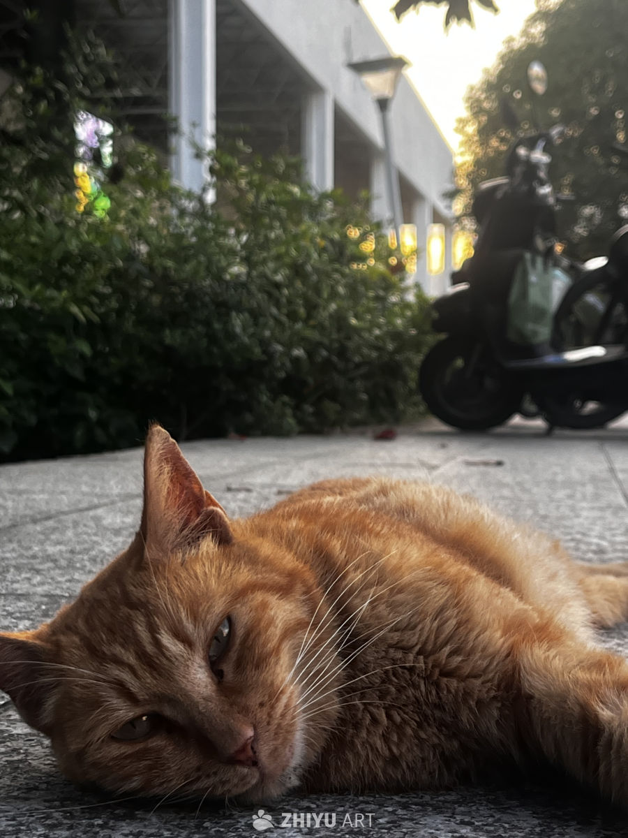 午后小憩的橙猫