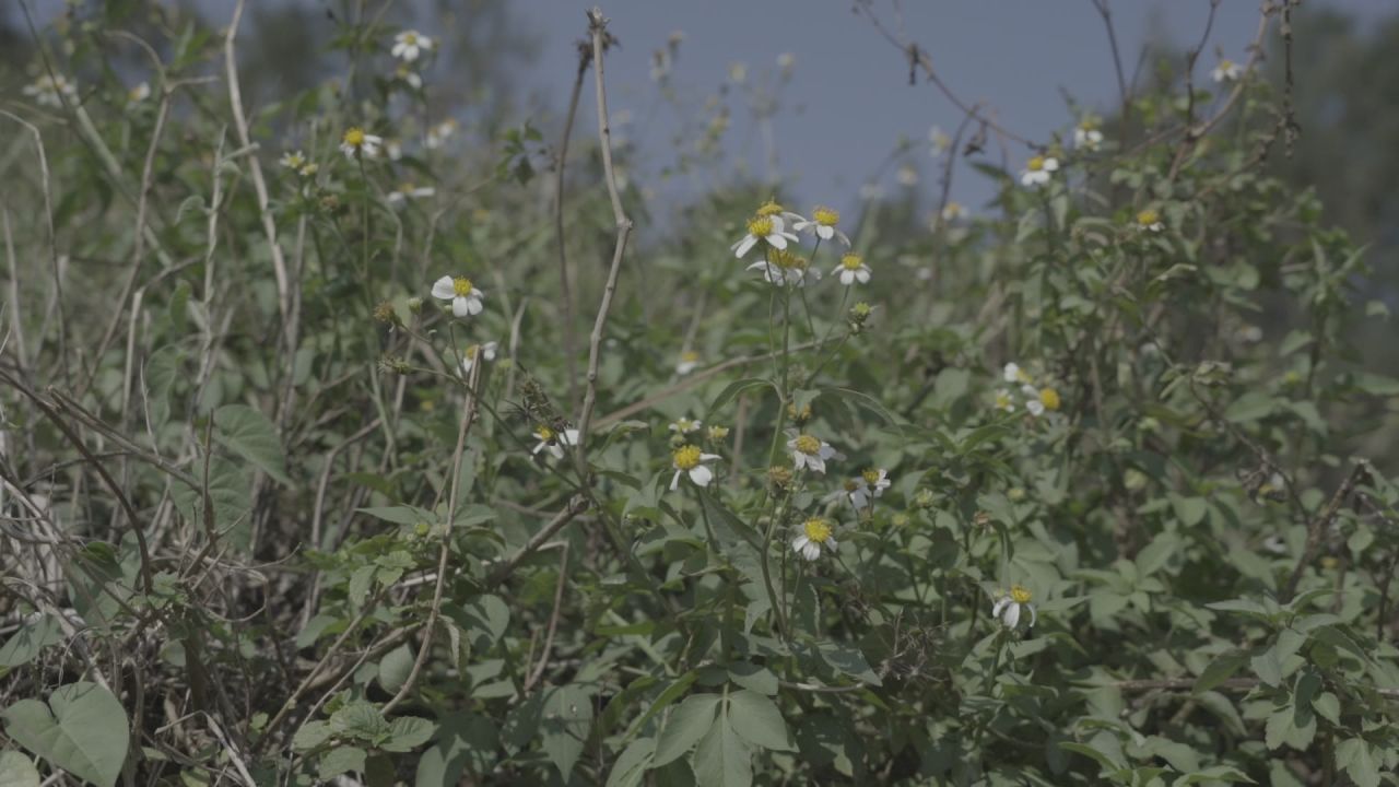 风中飘扬的小菊花