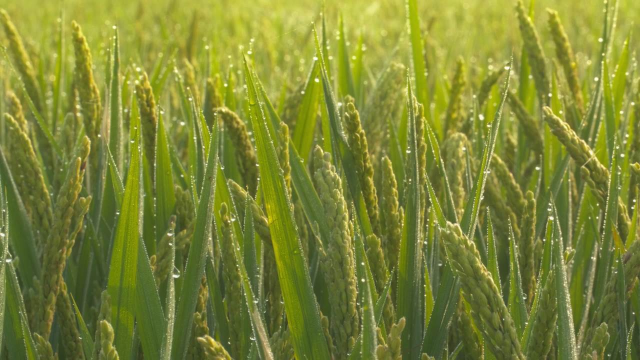 水稻五常大米田野粮食庄稼丰收 44