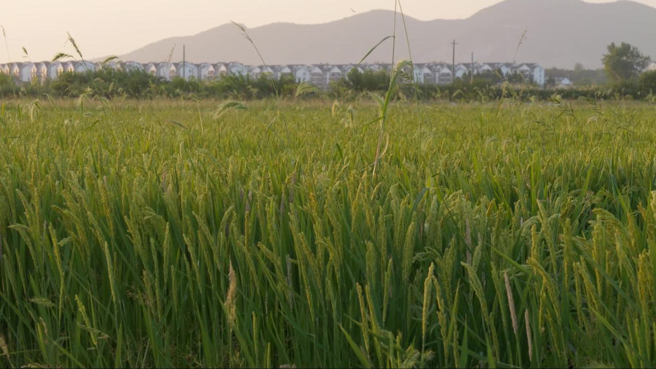 水稻五常大米田野粮食庄稼丰收 18