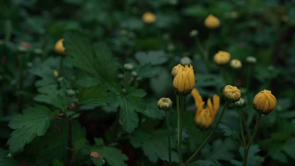 绿色桌面菊花