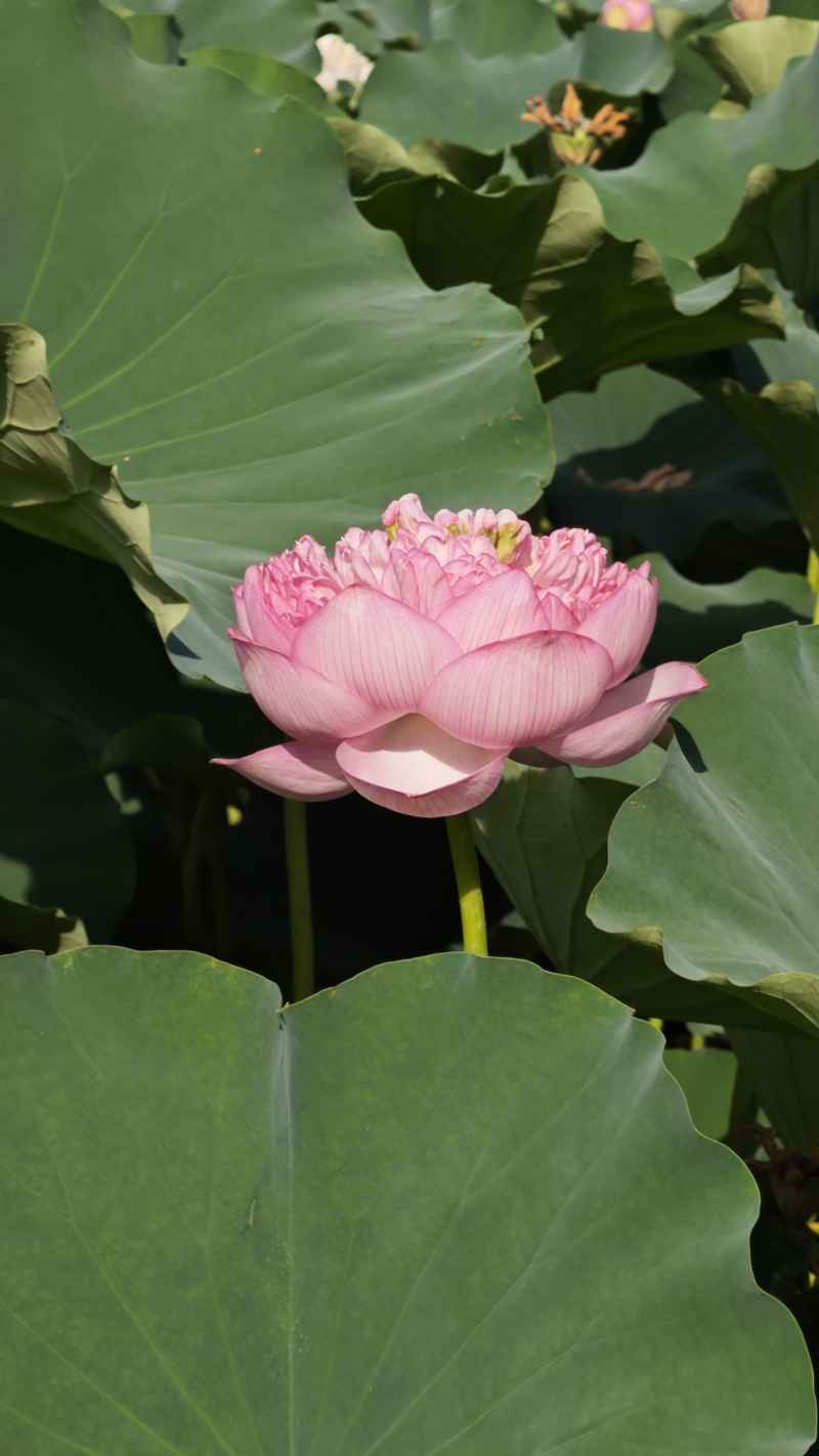 荷花 6
