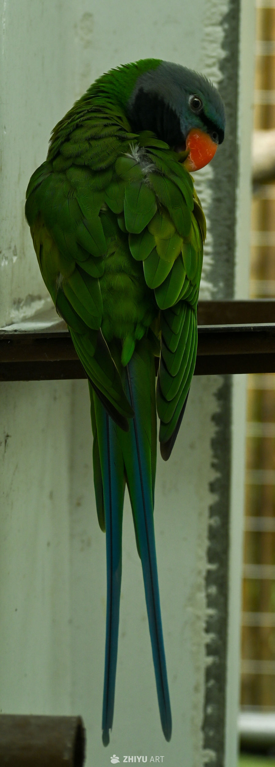 鹦鹉🦜