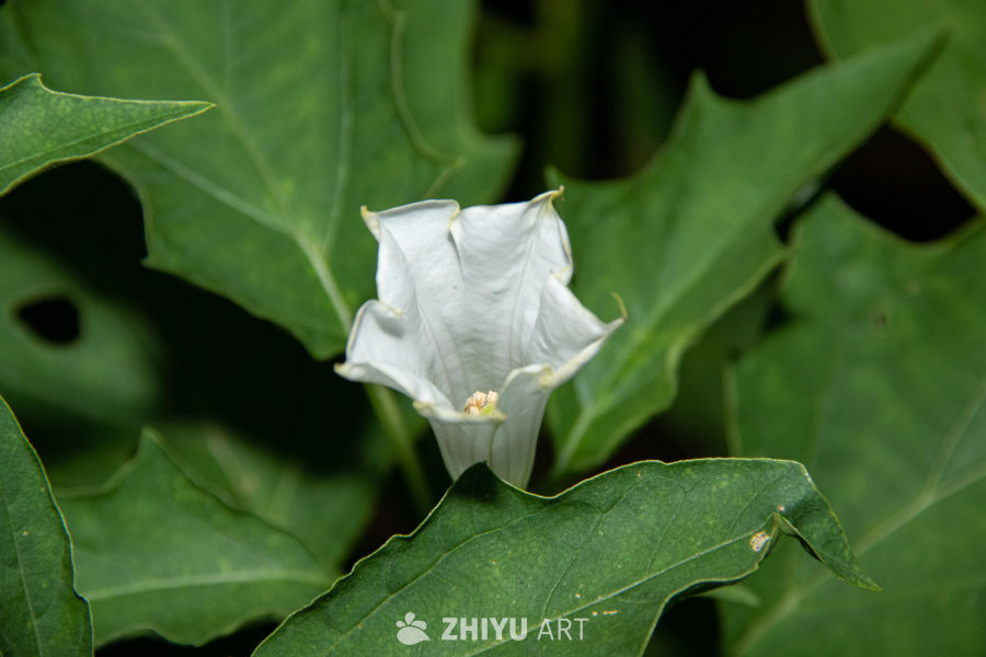 中药材与药材花 72