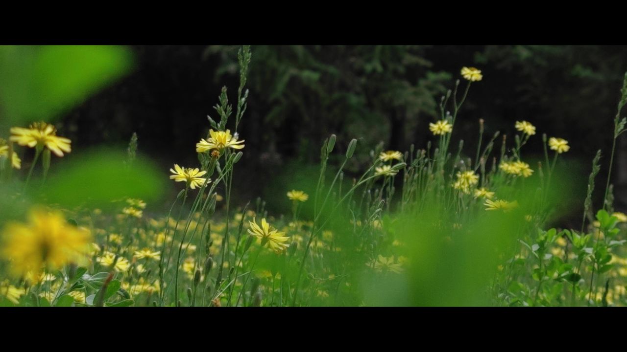 小黄花~4