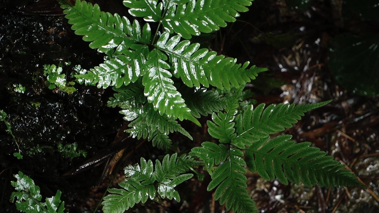 下雨天植物