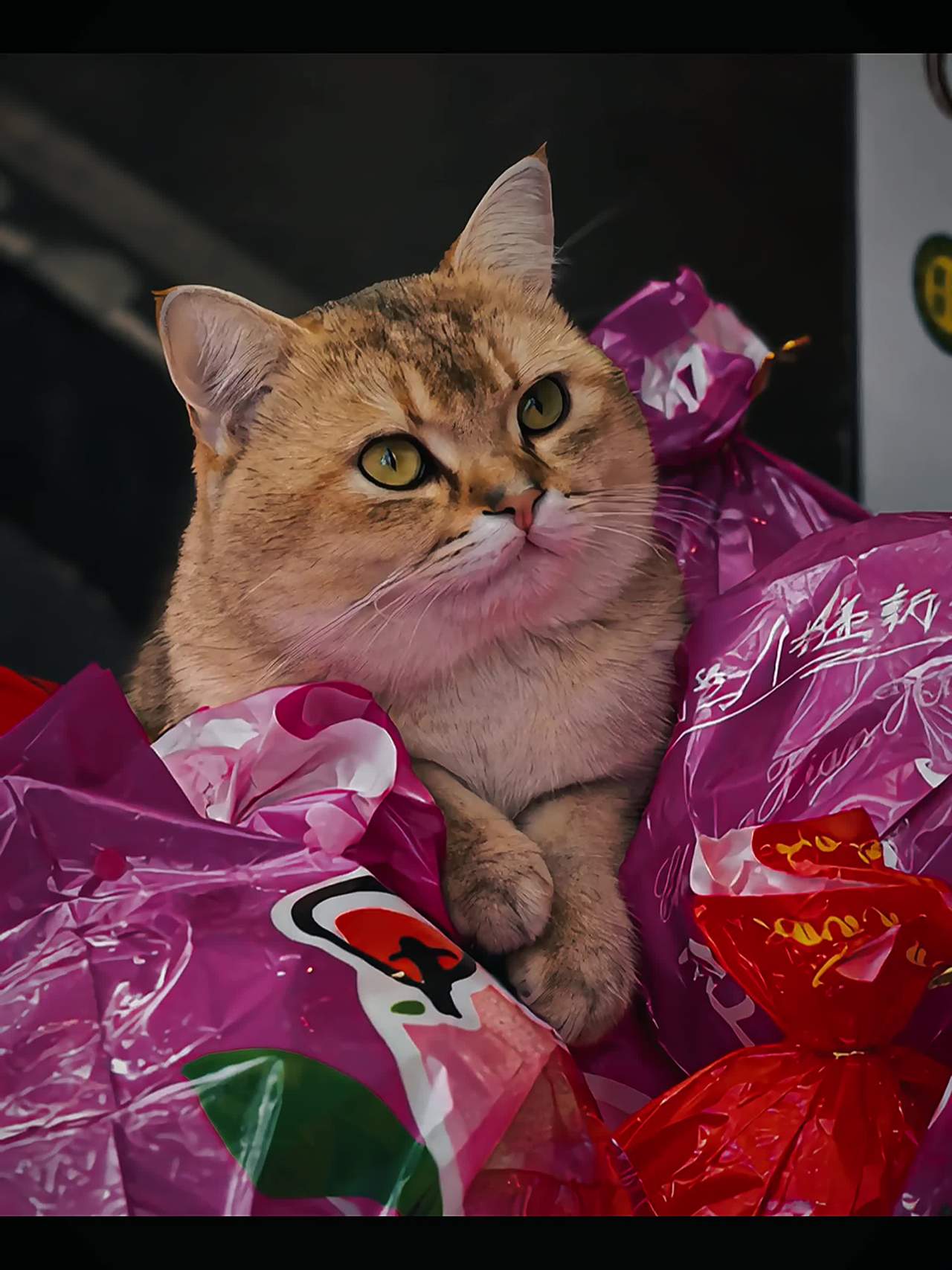 猫咪与粉色包裹