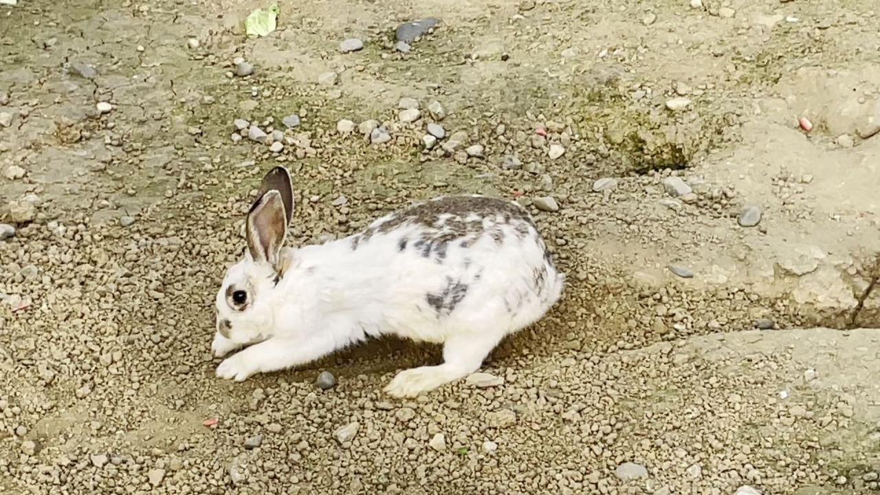 小兔子刨坑中