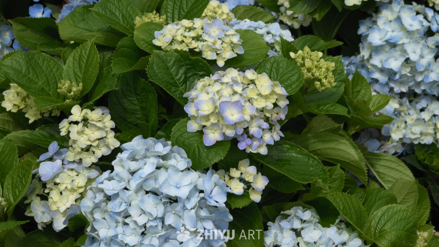夏日里盛开的绣球花