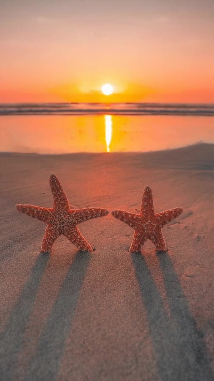 两只橙白色的海星并排位于沙滩上，远处是日落景色，天
