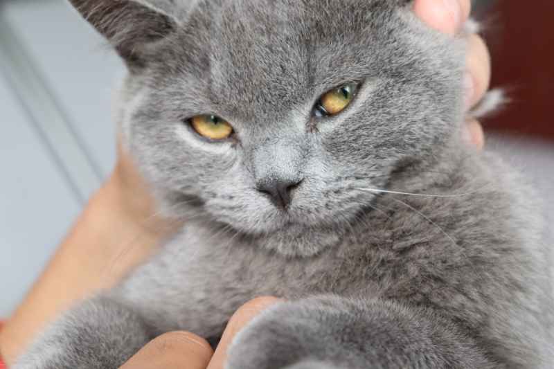 蓝猫自拍 15