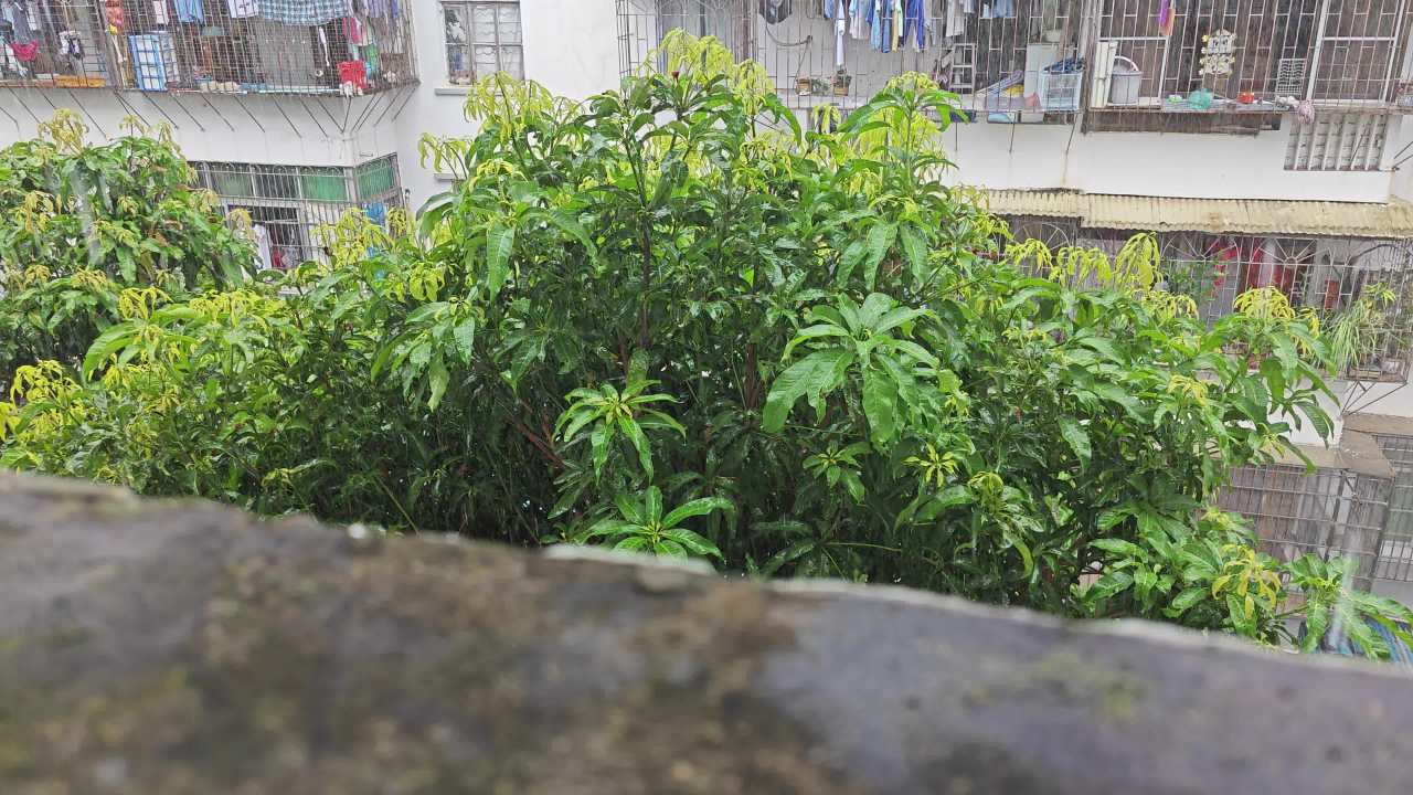 4K大雨小区芒果树