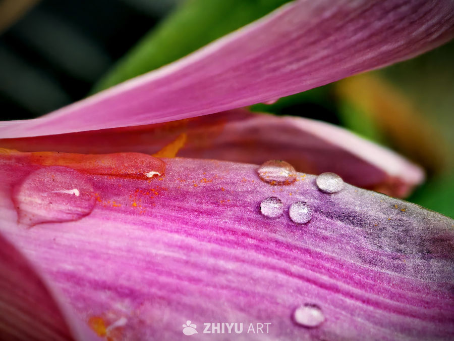 紫瓣水滴特写