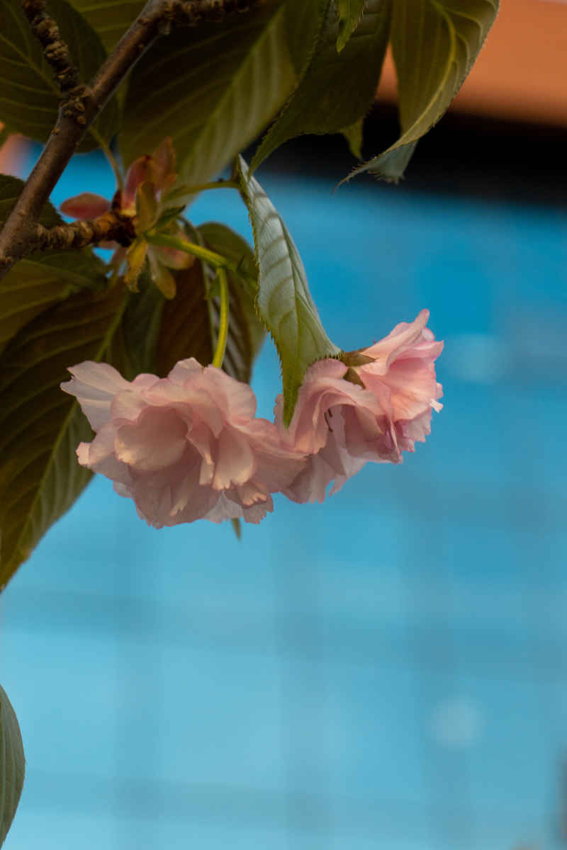 花影缤纷