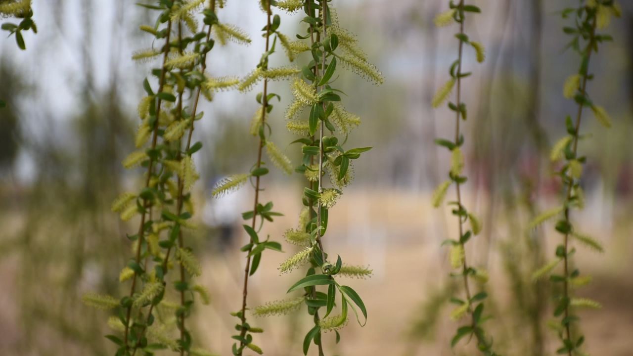 花草植物