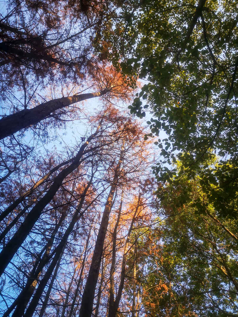 笔直树木水杉植物摄影图  30