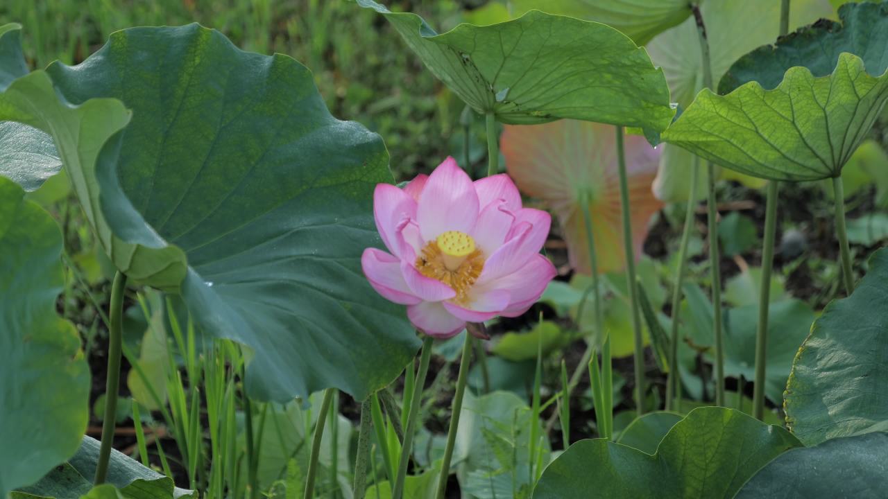 荷花 13