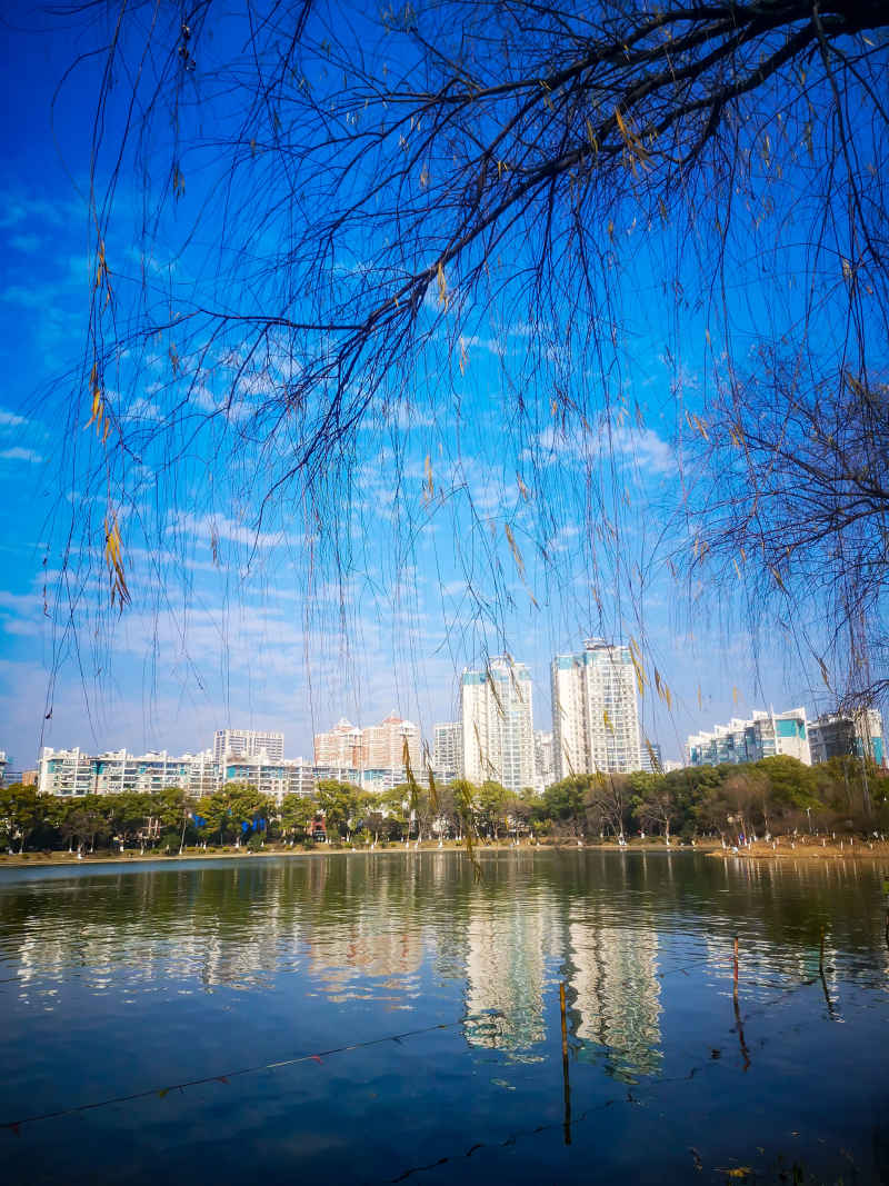 笔直树木水杉摄影图  8