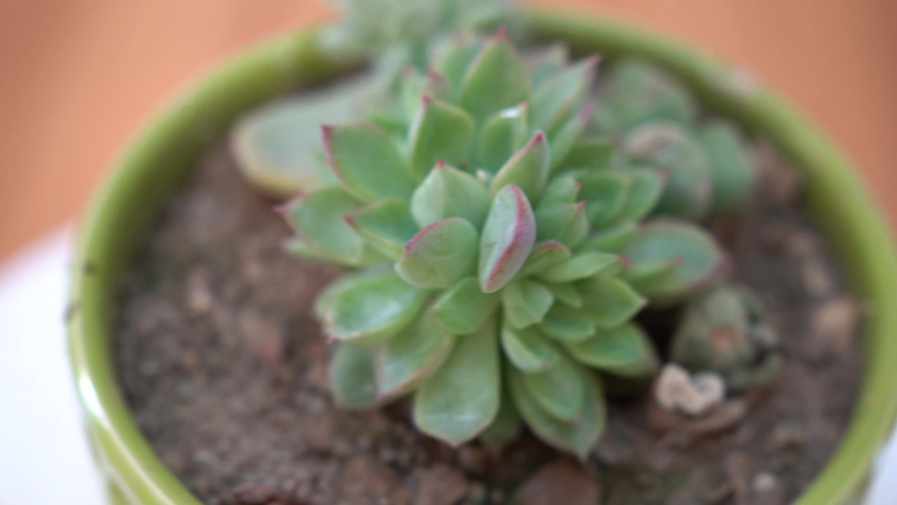 大自然花草植物 