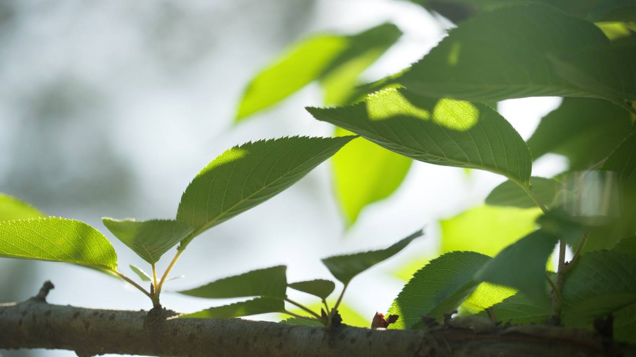 植物树木树叶草丛绿色 32