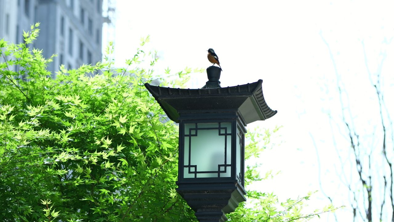枫叶空镜头，小区春天空镜头 19