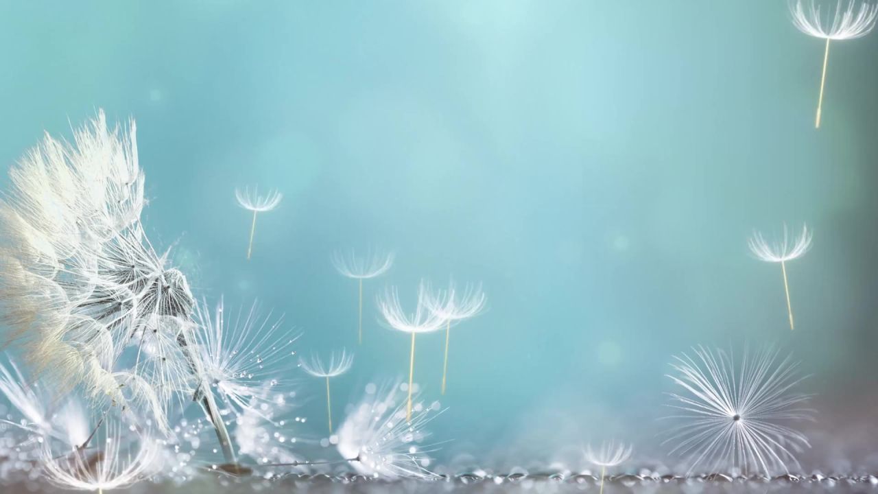 小清新蒲公英梦幻粒子led视频素材 29