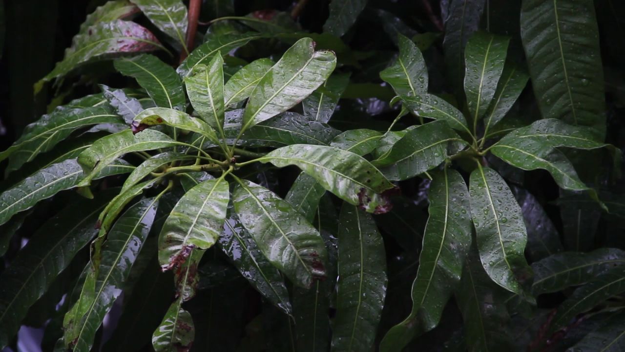 大雨中的掌状芒果树叶