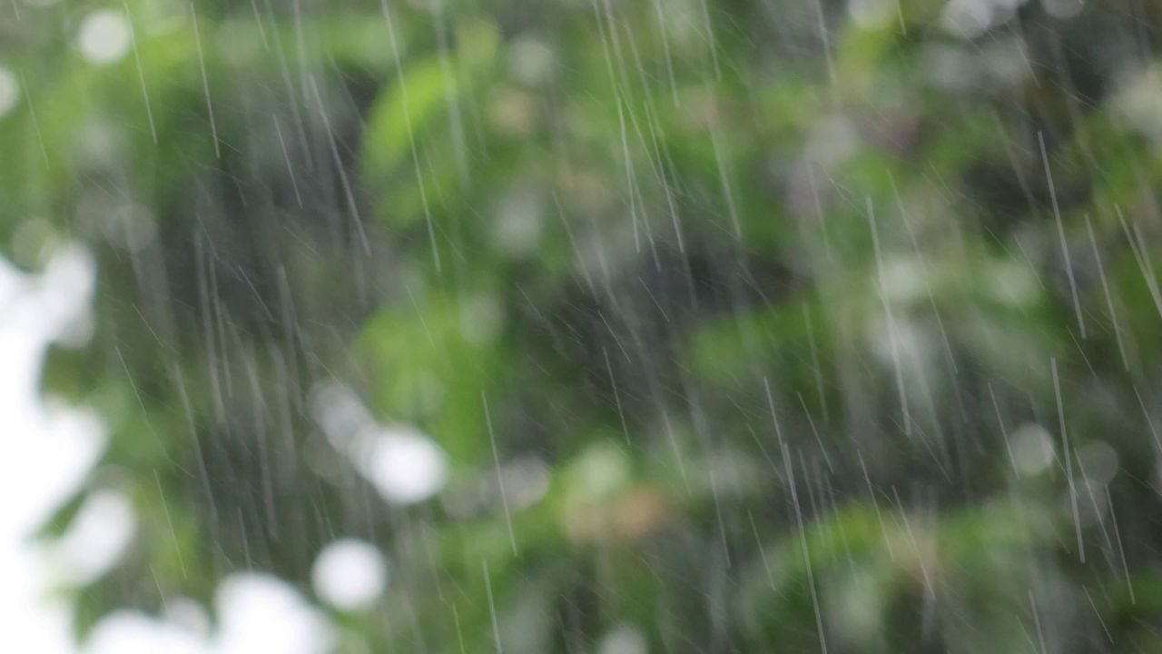 4K大雨绿树光斑