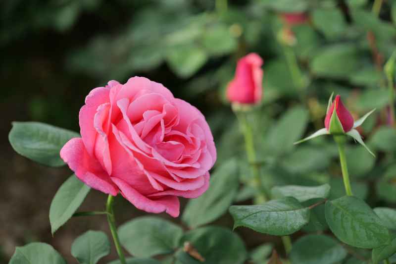 月季花 26