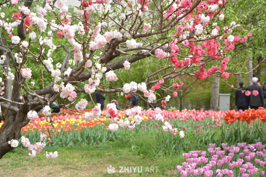 山桃花