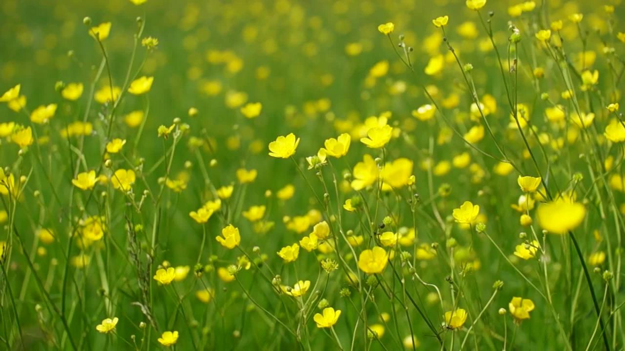 田野中的黄色花朵
