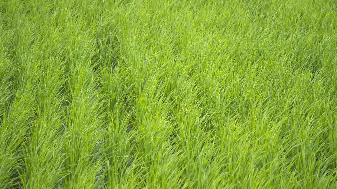 水稻五常大米田野粮食庄稼丰收 42