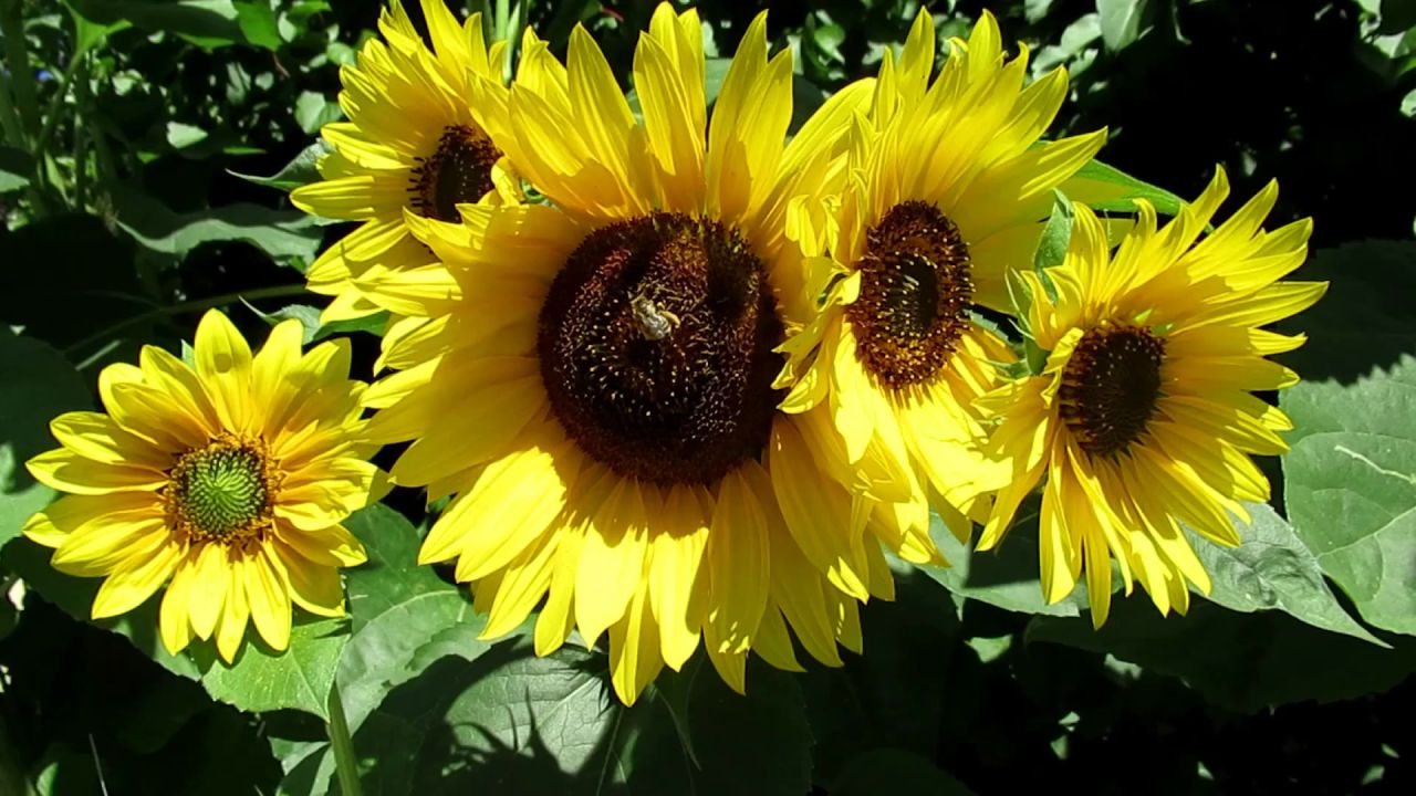 向日葵黄色植物自然