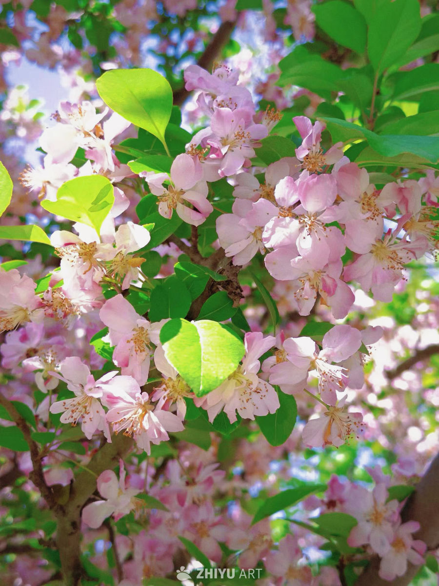 春日限定，花开正好。