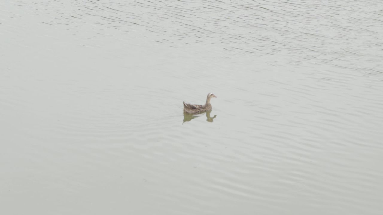池塘里面有一只鸭子