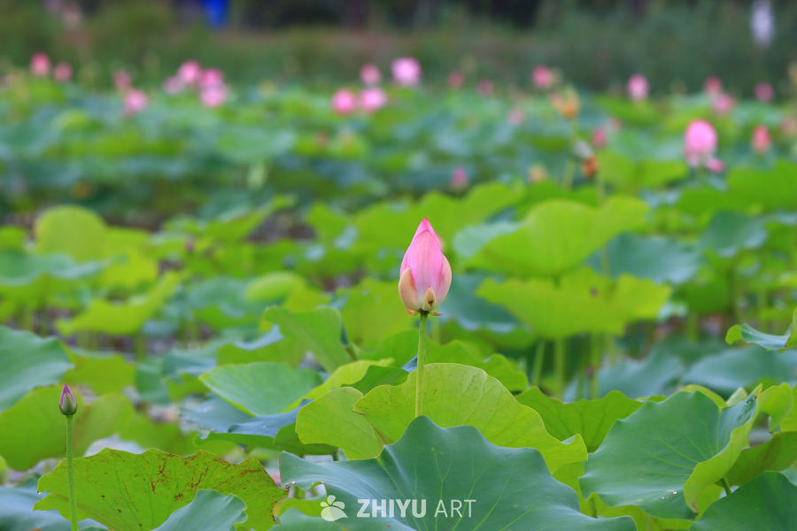 盛夏荷花 13