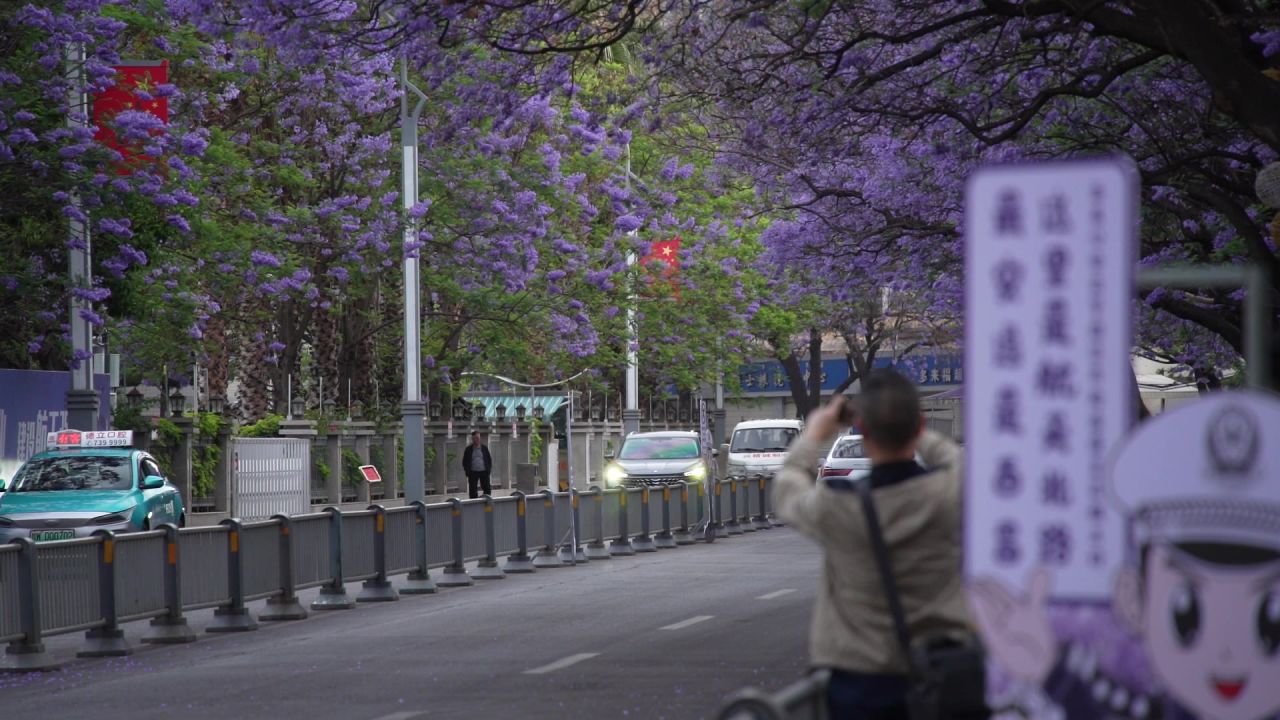 凉山州西昌市航天路蓝花楹