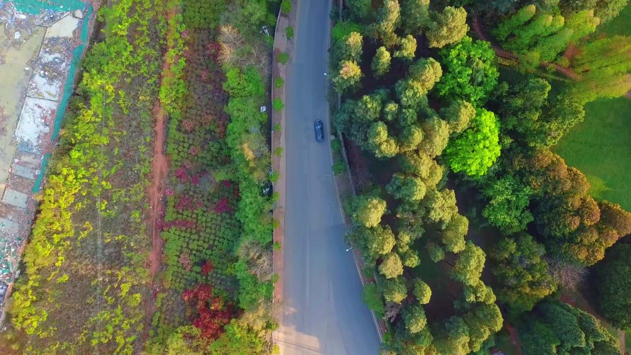 森林中的蜿蜒公路